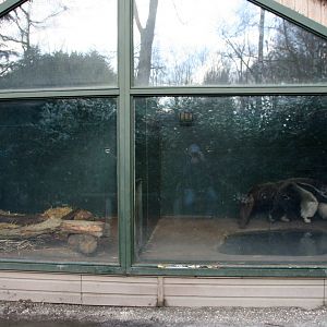 giant anteater indoors