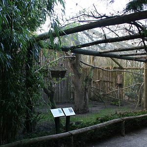 Himalayan Monal & Lord Derby's Parakeet aviary