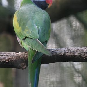 male Lord Derby's Parakeet