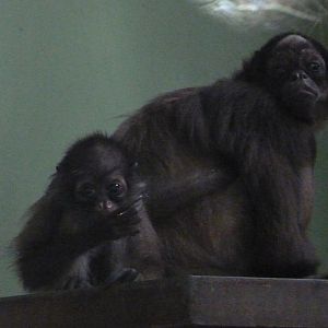 Brown Spider Monkeys, 30 March 2014