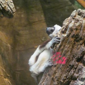 Coquerel's Sifaka