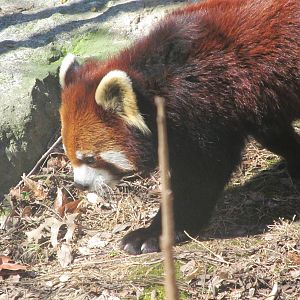 Red Panda