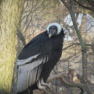 Andean Condor