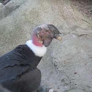 Andean Condor