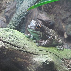 Amazon Milk Frog