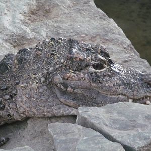 Chinese Alligator