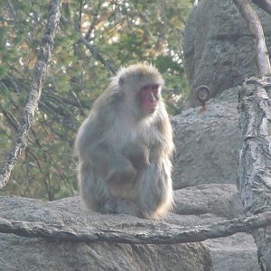 Japanese Macaque