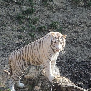 White Tiger