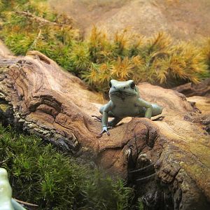 Poison Dart Frog