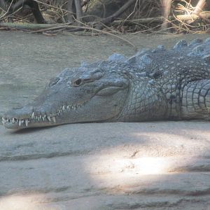 American Crocodile