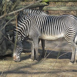 Grevy's Zebra