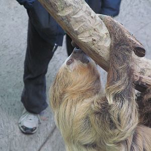 Two-toed sloth
