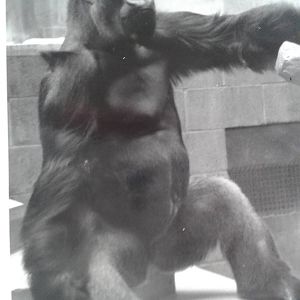 Daniel the Gorilla 1983