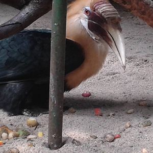 Blyth's hornbill - breeding male