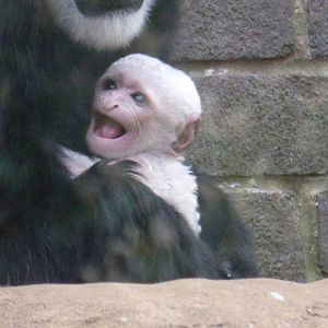 Colobus Monkey baby March 2014