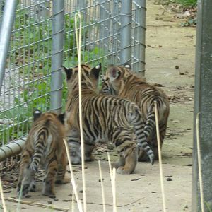 Three Tiger Cubs