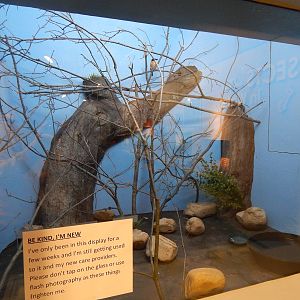 Mar. 2014 - World of the Insect - Micronesian Kingfisher Exhibit (New in 20