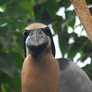 Mar. 2014 - Wings of the World - Boat-billed Heron