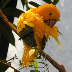 Mar. 2014 - Wings of the World - Golden Conure