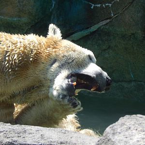 Mar. 2014 - Lords of the Arctic - Polar Bear Play Fight