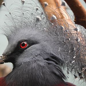 Mar. 2014 - Wings of the World - Victoria Crowned Pigeon