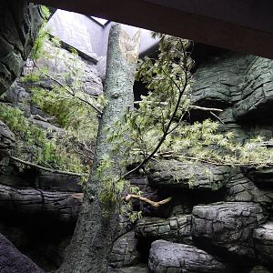 Mar. 2014 - Wings of the World - Montane (Barrierless) Exhibit (2 Species)