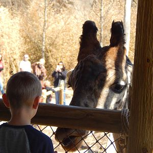 Mar. 2014 -Giraffe Ridge - Up Close with Kimba