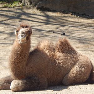 Mar. 2014 - Wildlife Canyon - Baby Jack (Zoom in on his Smile)