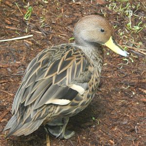 Mar. 2014 - Wings of the World - Red Shoveler