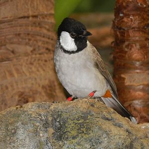 Mar. 2014 - Wings of the World - White-eared Bulbul