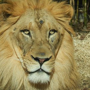 Mar. 2014 - Africa - John, the African Lion