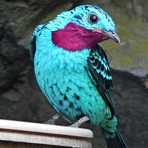 Mar. 2014 - World of the Insect - Spangled Cotinga