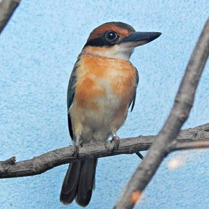 Mar. 2014 - World of the Insect - Micronesian Kingfisher