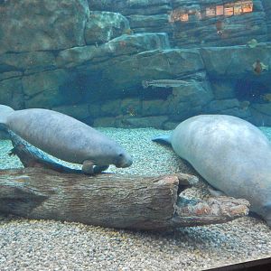 Mar. 2014 - Manatee Springs - Abigail and Betsy