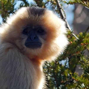 Mar. 2014 - Gibbon Islands - Buff-cheeked Gibbon