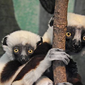 Mar. 2014 - Jungle Trails - Coquerel's Sifakas - Baby and Mother Wilhelmina