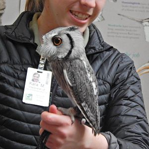 Mar. 2014 - Wings of the World - Northern White-faced Owl Encounter