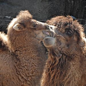 Mar. 2014 - Wildlife Canyon - Baby Jack and Mother Saari