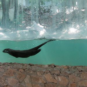 neotropical otter zoomat