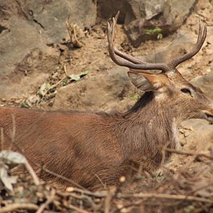 Sangai or Indian brow-antlered deer (Cervus eldii eldii)