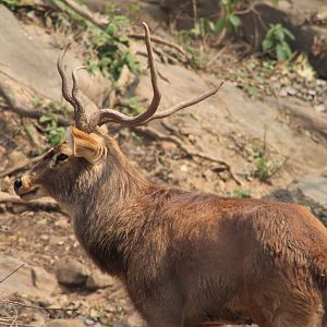 Sangai or Indian brow-antlered deer (Cervus eldii eldii)