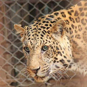 Leopard (Panthera pardus)