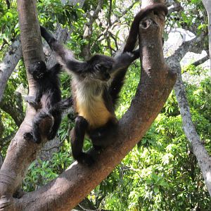 mexican spider monkeys zoomat