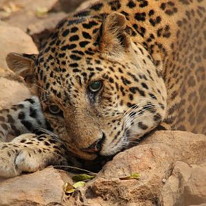 Leopard (Panthera pardus)