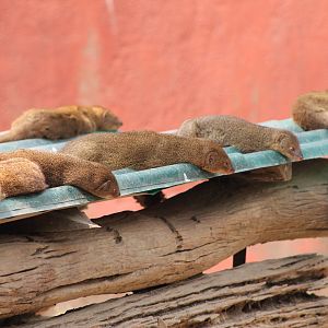 Small Indian Mongooses (Herpestes auropunctatus)