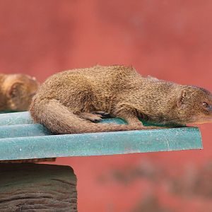 Small Indian Mongooses (Herpestes auropunctatus)