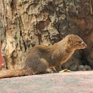 Small Indian Mongoose (Herpestes auropunctatus)
