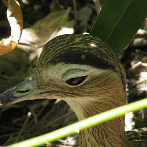 double striped thick knee zoomat