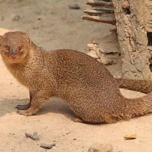 Small Indian Mongoose (Herpestes auropunctatus)