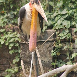 greater adjutant (Leptoptilos dubius)